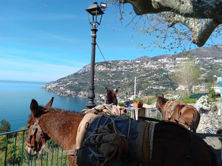 Pensjonat Takeamalficoast Patchwork Rural House Minori Zewnętrze zdjęcie